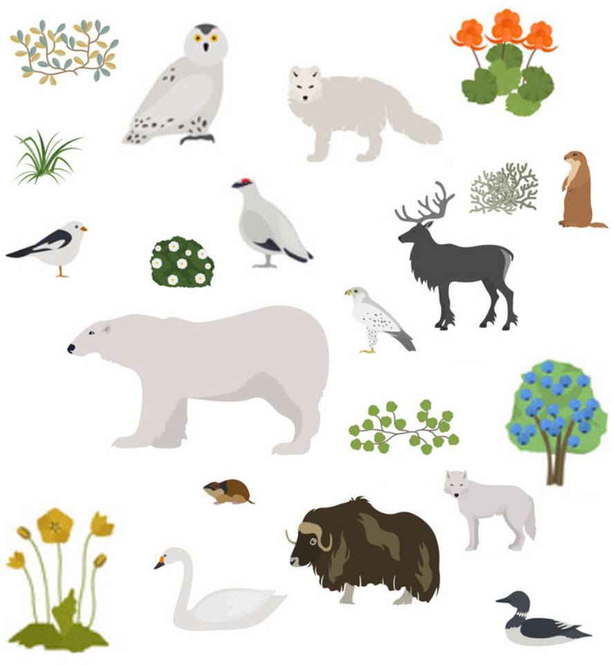 Illustration of Arctic plants and animals